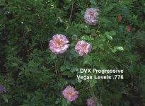 ComparisonDVX100 4x3 DV.jpg