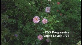 ComparisonDVX100 12x9 DV.jpg