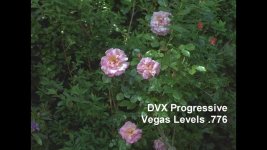ComparisonDVX100 4x3 HDVHalfSize.jpg