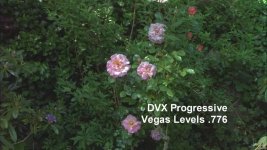 ComparisonDVX100WideHDVHalfSize.jpg