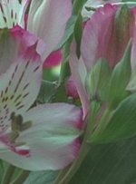ComparisonDVX100Flower.jpg
