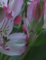 ComparisonHV20Flower.jpg