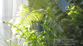 plants_marvel.jpg