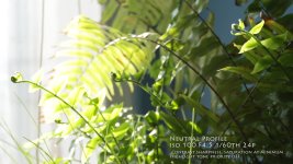 plants_neutral.jpg