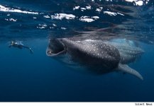 whale-shark1.jpg
