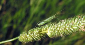 HH Green Insect 2.jpg HH Green Insect 2.jpg