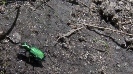 HH Green Bug Cropped State Park 7.25.jpg HH Green Bug Cropped State Park 7.25.jpg