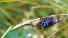 HH Blue Bug Laying Eggs 2 Cropped State Park 7.jpg