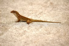 Lizard.jpg