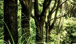forest.jpg