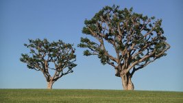 trees150.jpg