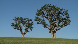 treesex1.jpg