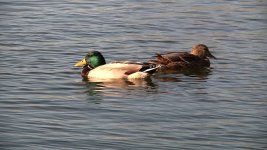 ducks150.jpg