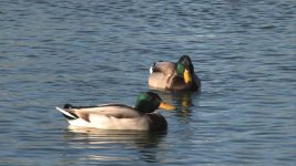 ducksA1.jpg