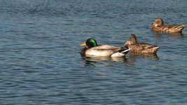 ducksex3.jpg