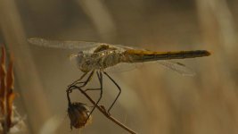 VM 07.jpg