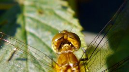 HH Dragonfly 4 Cropped 7.jpg