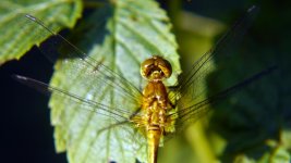 HH Dragonfly 5.jpg
