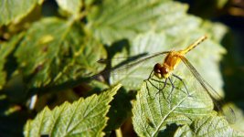 HH Dragonfly 6.jpg