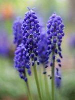 md-grape-hyacinth1.jpg