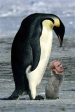 Pengshawn.jpg