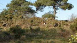 sika_deer_before.jpg sika_deer_before.jpg