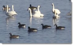 SwansAndGeese.jpg SwansAndGeese.jpg