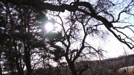 Woods AVCHD.jpg