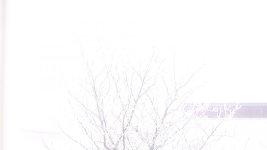 avchd to dnxhd winter.jpg