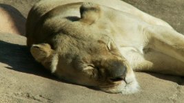 LionL.jpg