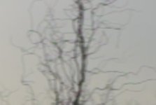 negative2.jpg negative2.jpg