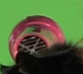 Final Cut Pro.jpg