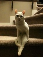 catsit.jpg