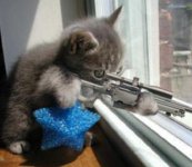 cat-sniper.jpg cat-sniper.jpg