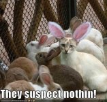 cat-disguised-rabbit.jpg cat-disguised-rabbit.jpg