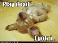 cute-puppy-pictures-play-dead.jpg cute-puppy-pictures-play-dead.jpg