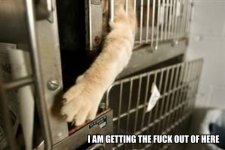 i_am_getting_the_fuck_out_of_here_trollcat.jpg i_am_getting_the_fuck_out_of_here_trollcat.jpg