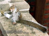 drunk-squirrel.jpg drunk-squirrel.jpg