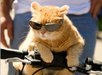 sunglassed.jpg
