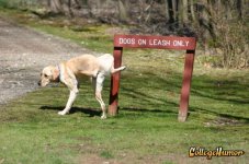 dog.jpg dog.jpg