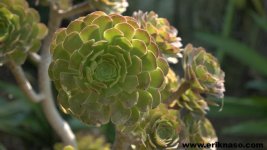 succulent-tight-en.jpg succulent-tight-en.jpg