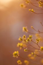 _MG_6611.jpg