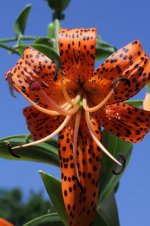 Tiger-Lily Olympus OM Zuiko 50mm macro.jpg