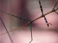 2013 GX1 Walking Stick (Diapheromera femorata) (2).jpg 2013 GX1 Walking Stick (Diapheromera femorata) (2).jpg