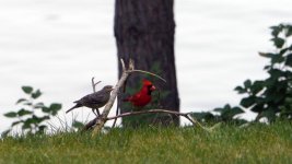 Cardinal Feeds Baby 3.jpg Cardinal Feeds Baby 3.jpg