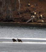 HH Eagle Pair 14.jpg HH Eagle Pair 14.jpg