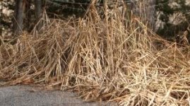 C100Grass.jpg C100Grass.jpg