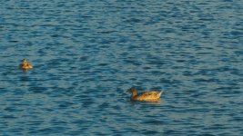 ducks1.jpg ducks1.jpg