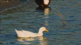 ducks3.jpg ducks3.jpg