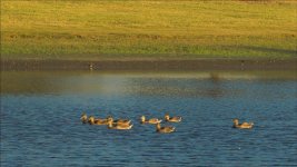 ducks4.jpg ducks4.jpg